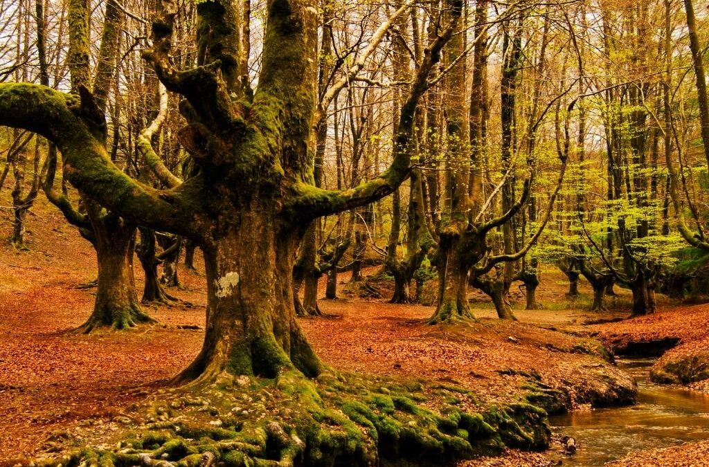 Parques Naturales de Bizkaia