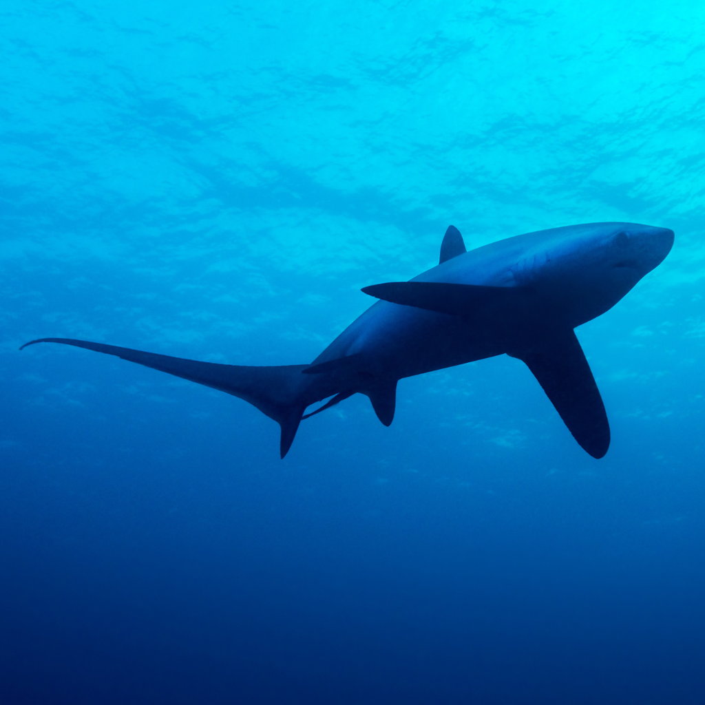 Nadar Con Tiburones En Euskadi